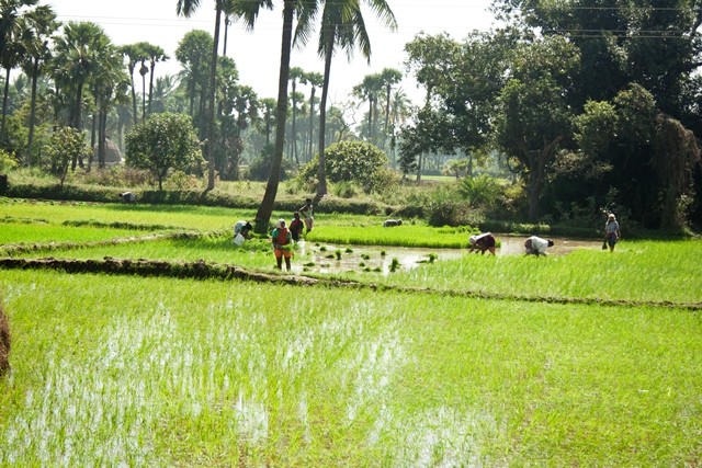 trabajadores-arrozales-India